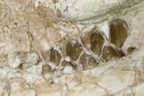Bargain, Fossil Oreodont (Merycoidodon) Skull - Wyoming #169157-5